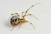 kleine wigwamspin (theridion sisyphium) 6-2012 9170